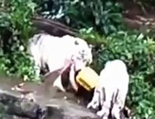 White Tigers in Singapore Zoo Attacked Caretaker