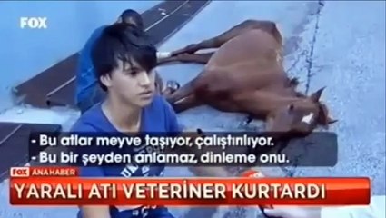 Sahibi izin vermedi yaralı atı veteriner kurtardı
