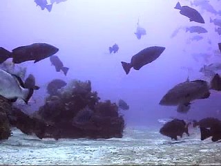 Discover the Fascinating Black Grouper Spawning Aggregation 🐟