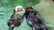 cute otters holding hands