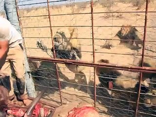 Une reserve nourri des lions avec des têtes de buffle