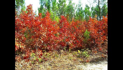 feuilles rouges