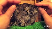 Owl Enjoys a Serene Massage