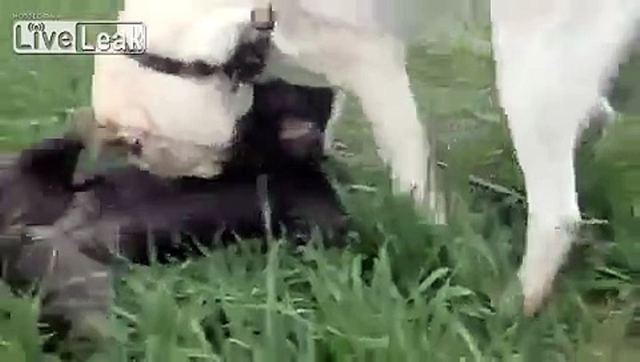Kangal v Pitbull
