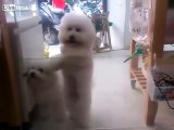 Dog loves dancing to disco music