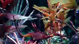Sea Dragon - New England Aquarium