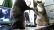 3 petits chats Video insolite 2 chats jouent 3 petits chats