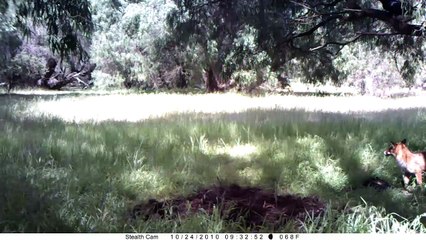 trail camera  red fox   stealthcam   hd