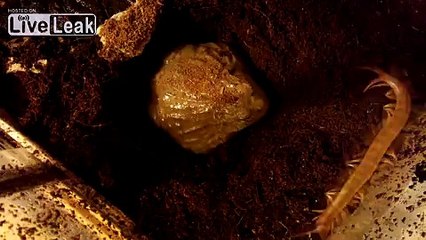 â-GIANT CENTIPEDE VS AFRICAN BULLFROG-â