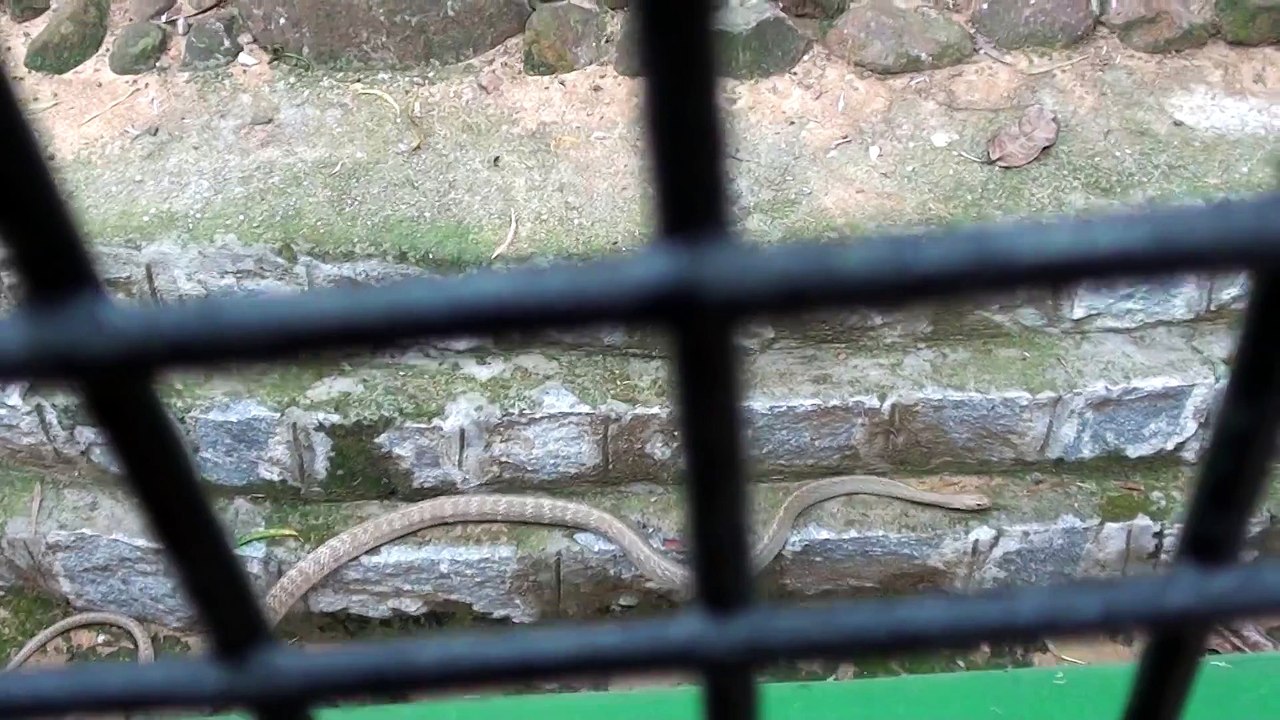 6 GREY RAT SNAKES OF 3 MTS EACH CLIMBING TREES & HIDDEN IN HOLES