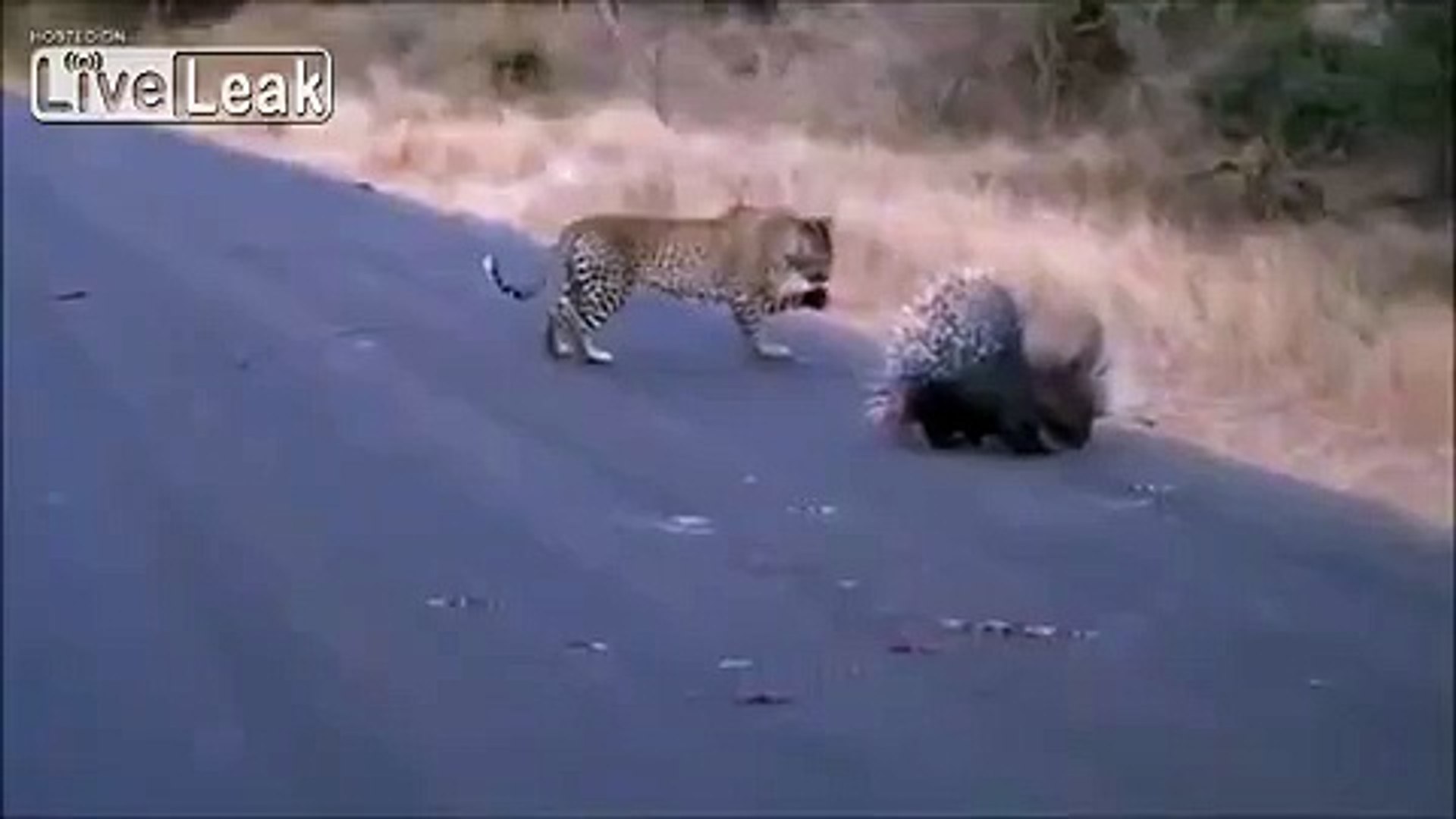 leopard the lord of hunters