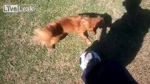 Crazy Dog breaks Neck playing Soccer!