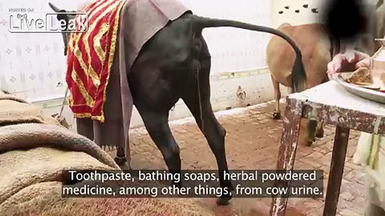 These Indian Men Love to Drink Cows Urine