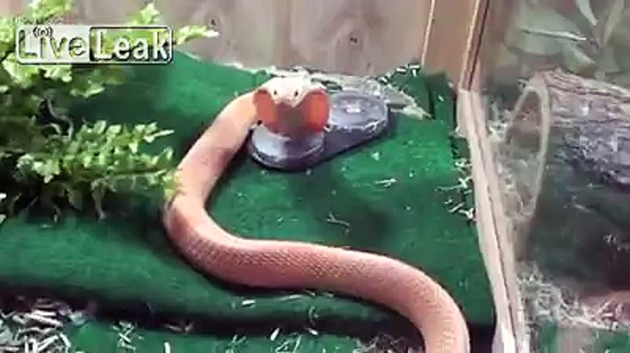 Cobra Snake Monocled