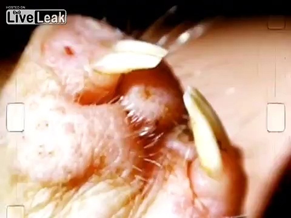 Vintage Report the NAKED MOLE RAT
