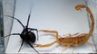 Scorpion VS Araignée : combat impressionnant!