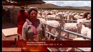 Así mejora la industria alpaquera en los Andes peruanos
