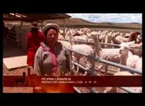 Así mejora la industria alpaquera en los Andes peruanos