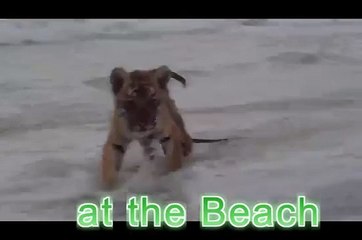 tiger cub plays on west florida beach