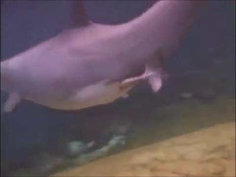 Baby dolphin birth : incredible moment!