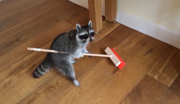 Un raton laveur apprivoisé passe le balais