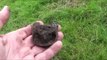 Metal Detecting UK (387) XP Deus - Lost and Found and Lost Again