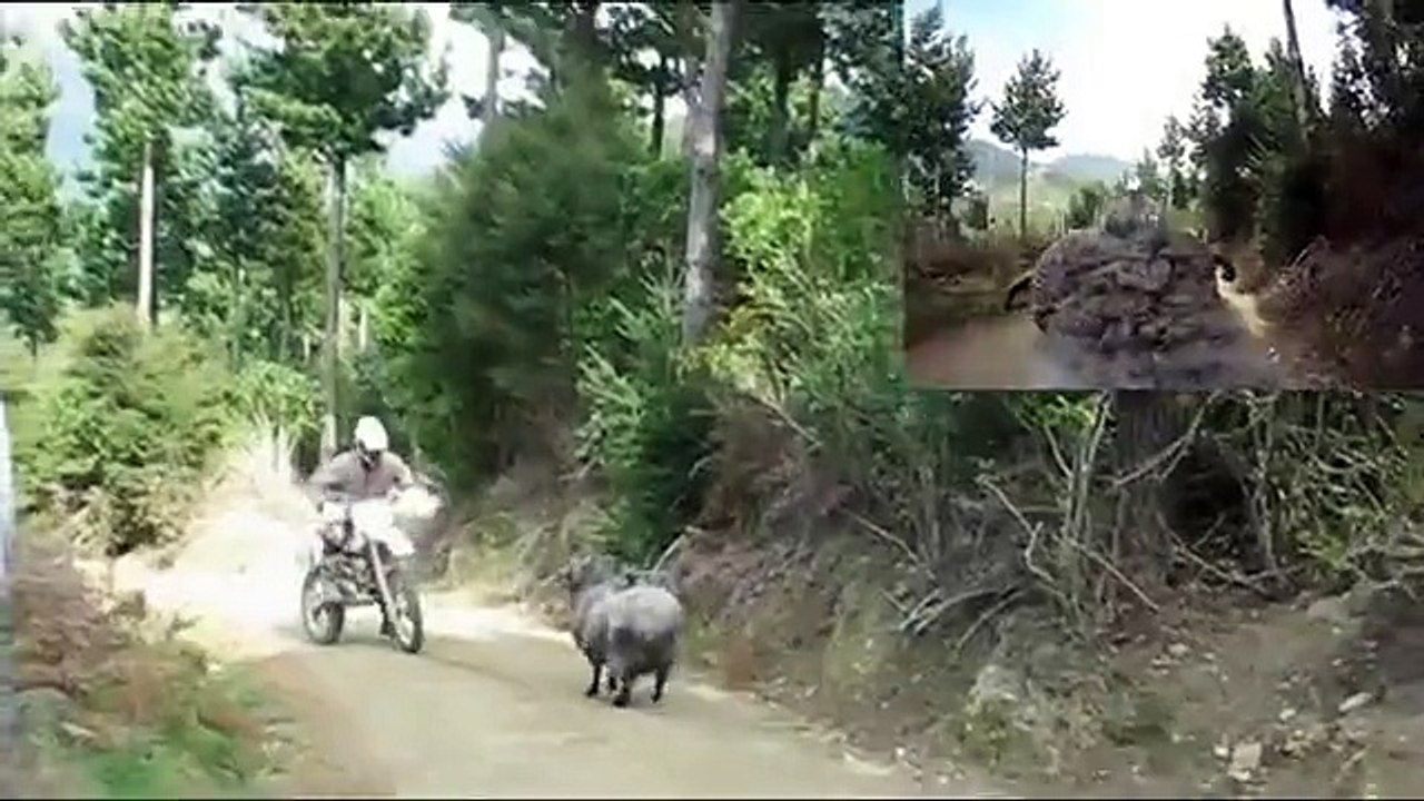 BAA RAM EWE...