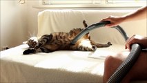 Cat Really Loves Being Vacuumed 2014
