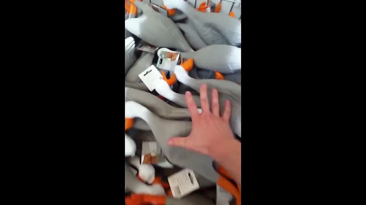 Duck Army Funny Montage