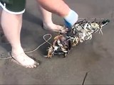 See how Arab guy catches crabs with chicken thighs