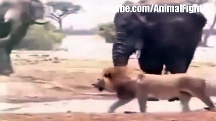 Lion vs Elephant Real Fight To Death - Animal Fight TV