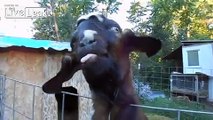 Male goat sensualizes for visitors in Zoo