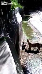 Tiger attack for men