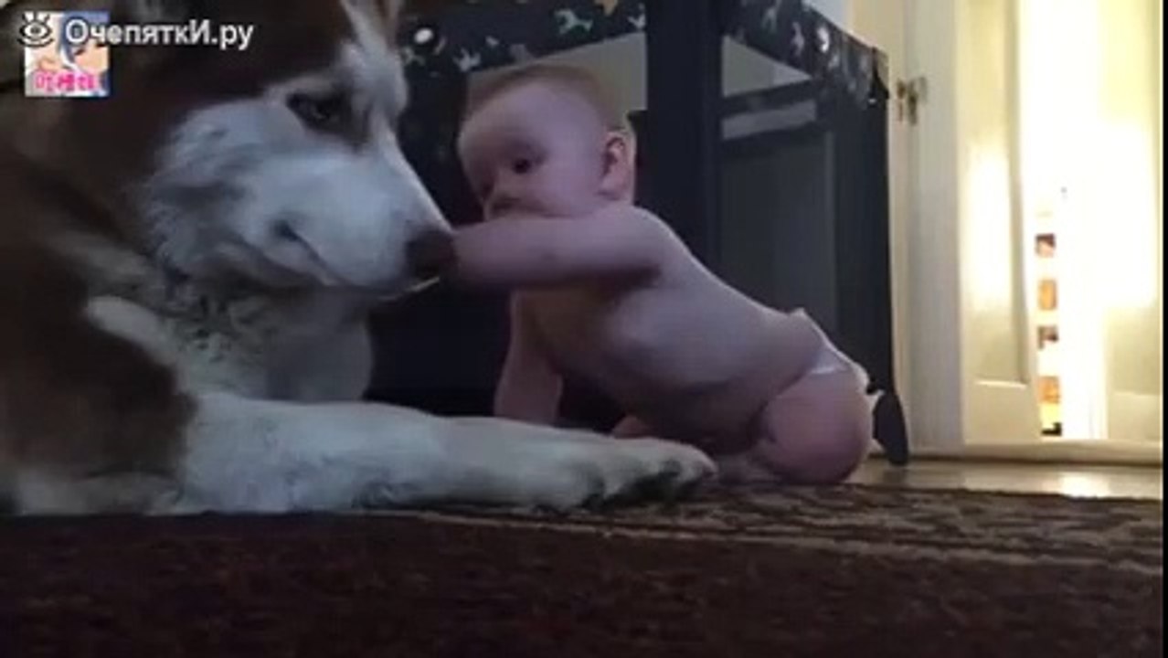 Малыш чуть пса не загрыз