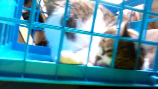 Play fighting with cat