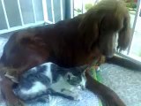 Irish setter vs cat