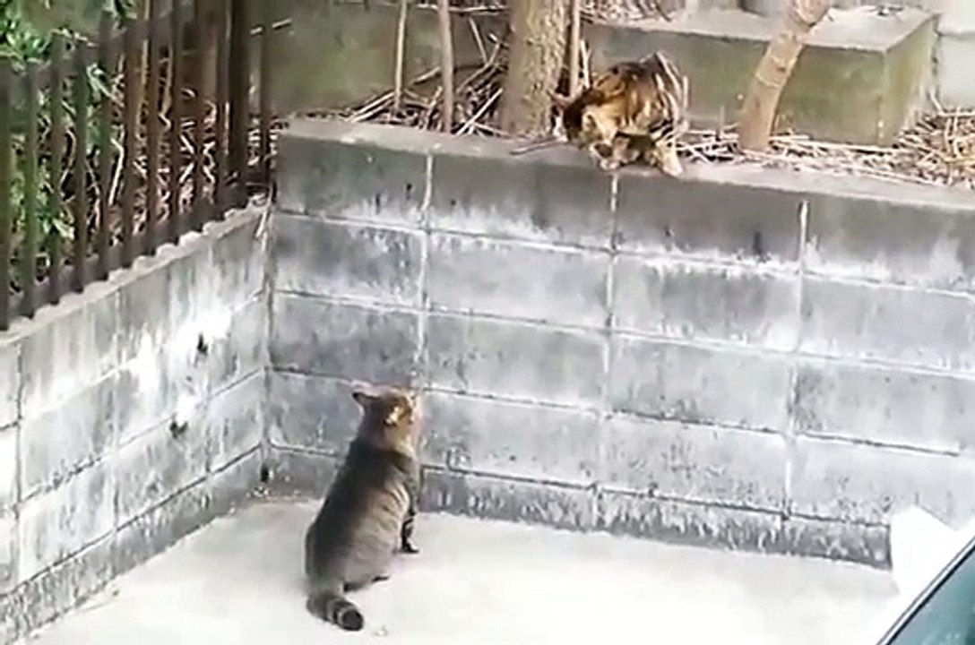 Funny Cats Videos-Best Funny Cats-Funny Pranks-Funny Cats Compilation 2015