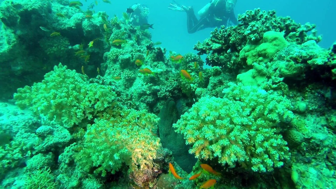 Murène géante D'Egypte