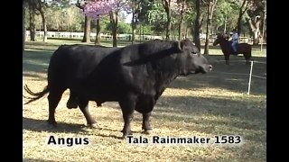 Tala Rainmaker 1583;Toro Angus Negro