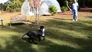 Great Dane Puppy Playing, who needs fancy store bought toys?