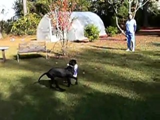 Great Dane Puppy Playing, who needs fancy store bought toys?