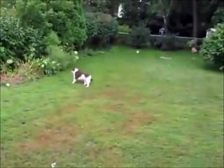 Got it!! Got it... Or maybe not! So hilarious dog...