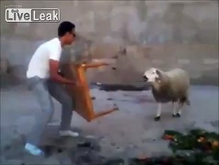 Sheep is not happy at the man and the table ..... smashes table