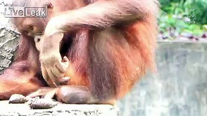 Baby orangutan drinks her own urine
