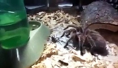 Hunter Spider you see how its hunt unusally