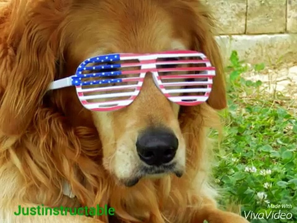 Funny and cute animals dogs cats kuala bears best of 2015