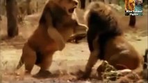 Lion vs Lion  Wild Animal Fights  Best Wild Animal Attacks