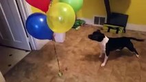 Dog Petrified by Colourful Balloons
