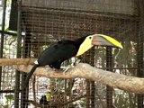 Canto del Tucan Parque Zoologico Nacional de El Salvador