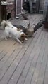 Crazy Goose Attacks a Dog - LOLDogs